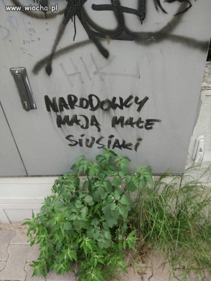 Robaczki