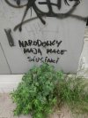 Robaczki