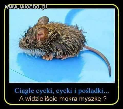 Ciągle tylko cycki