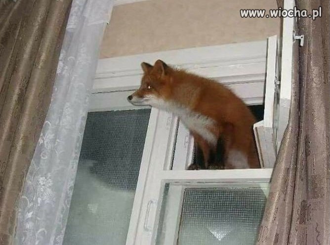 Firefox znalazł dziurę w Windowsie