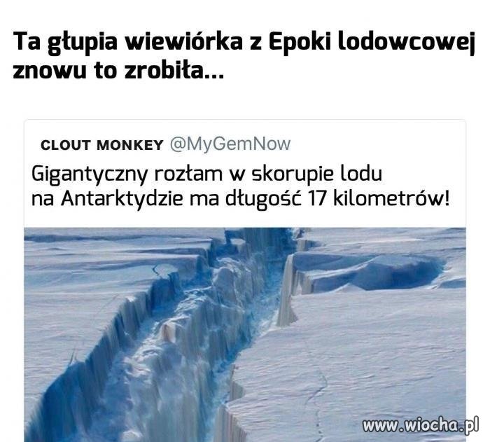 Mógłby poszukać innego żołędzia