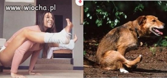 Jak laska ćwiczy