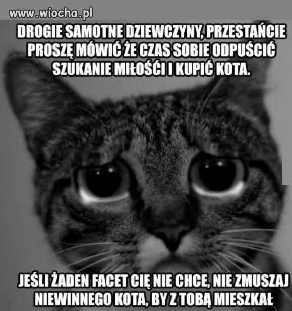 Biedne koty