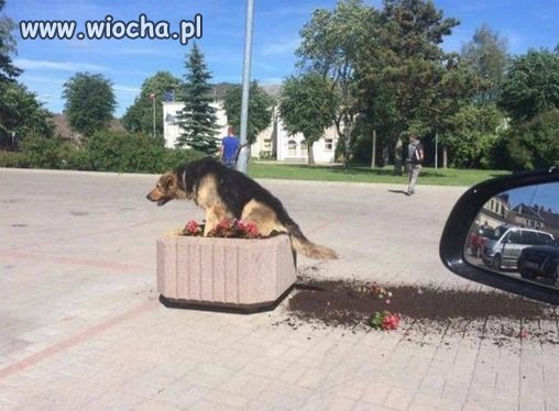 Wreszcie czworonogi