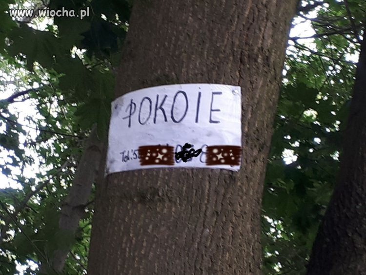 Do wynajęcia nad morzem...