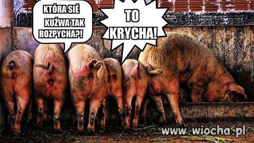 Krycha