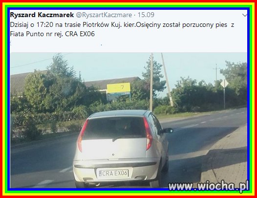 Wyrzucił psa