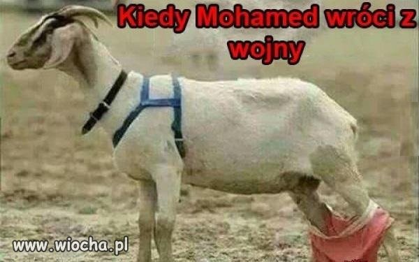 Biedne kozy