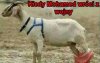 Biedne kozy