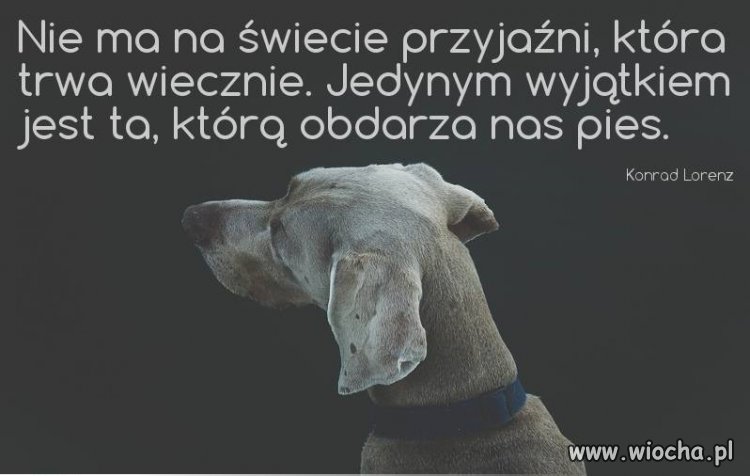 Jedyna przyjaźń
