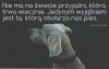 Jedyna przyjaźń