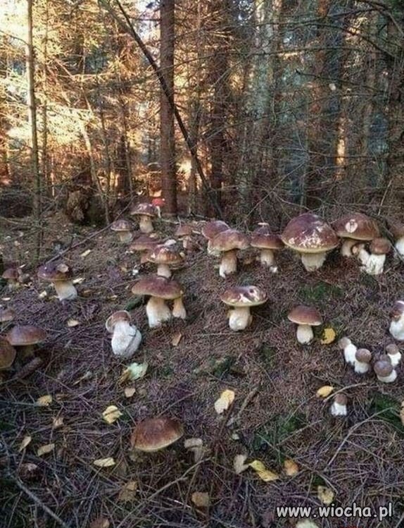 Pozdrowienia