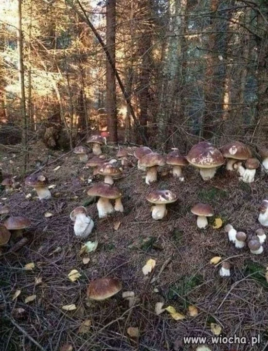 Pozdrowienia