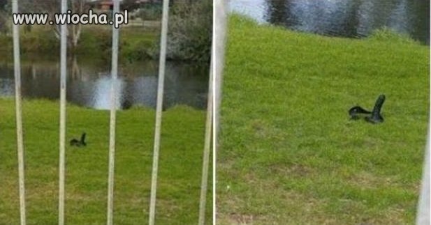 Kiedy swoje igraszki