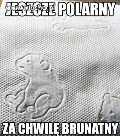 Miś polarny