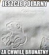 Miś polarny