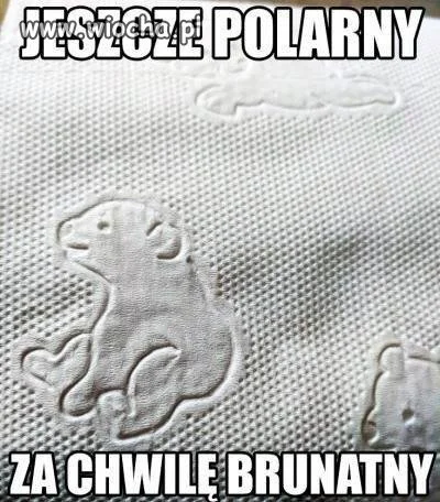 Miś polarny