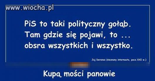 Gołąb