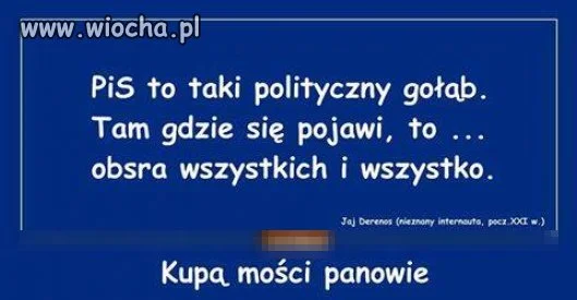 Gołąb