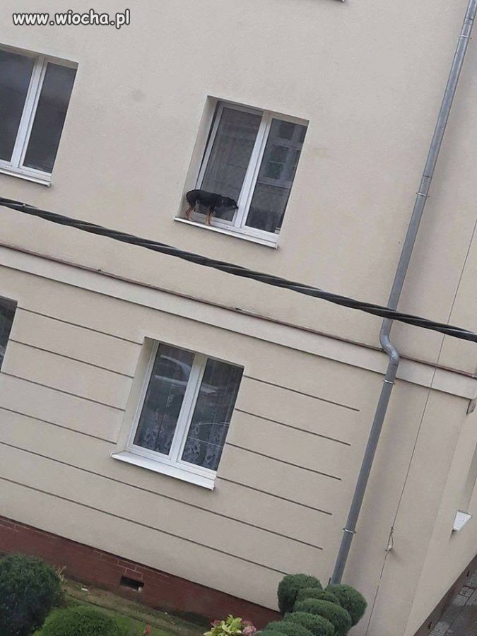 Wystawiali psa na parapet i zamykali okno.