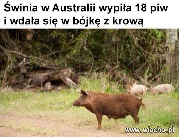 Było grubo