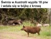 Było grubo