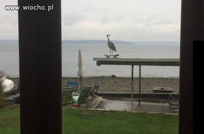 Ej, chodź pojeździć na desce