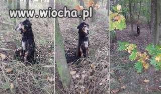 W lesie znaleziono zwłoki  psa 