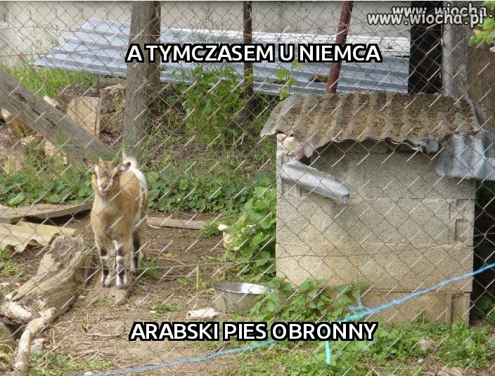 Arabski pies obronny