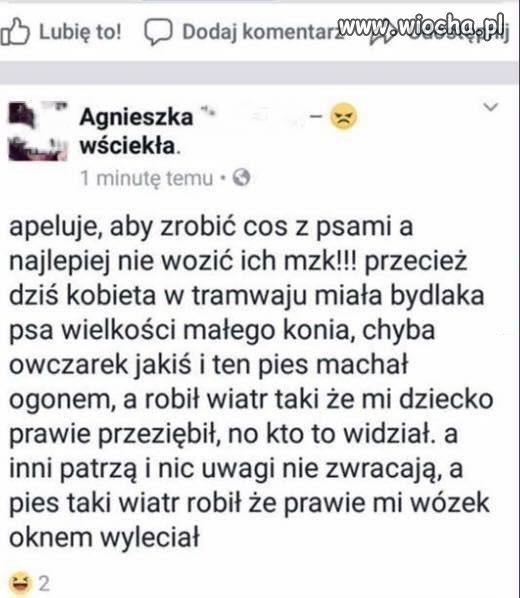 Głupie psy!!