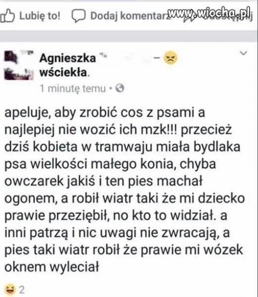 Głupie psy!!