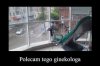 Polecam