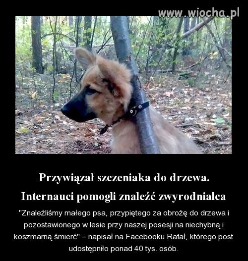 No chociaż jeden
