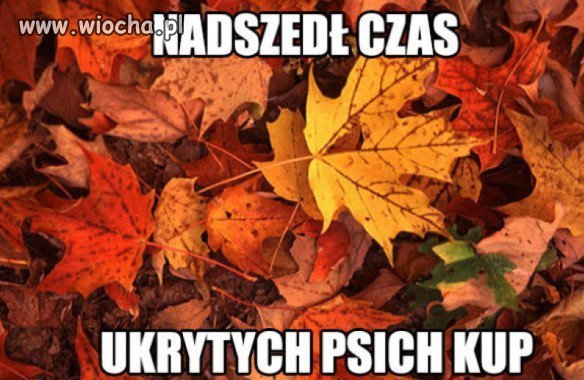 No witam...