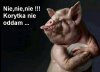 Nie oddam korytka