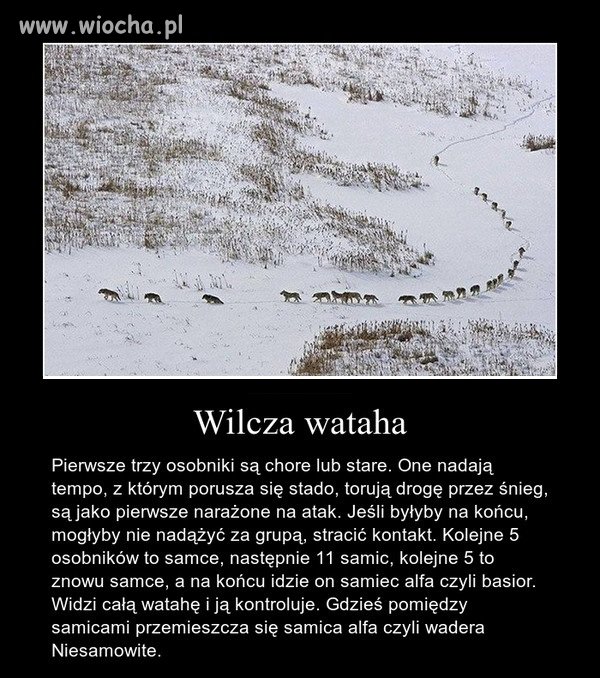 Jest tam ład i porządek, co daje siłę tej grupie.