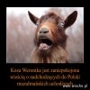 Koza Weronika