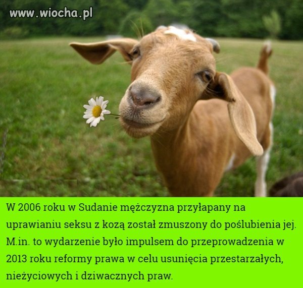 Czy bierzesz sobie tego oto Abdula za męża?