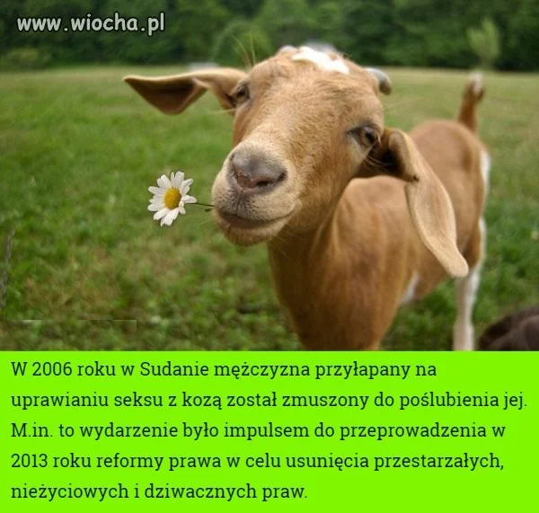 Czy bierzesz sobie tego oto Abdula za męża?