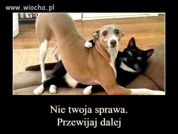 Jak w opisie