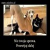 Jak w opisie
