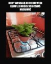 Vege też musi jeść