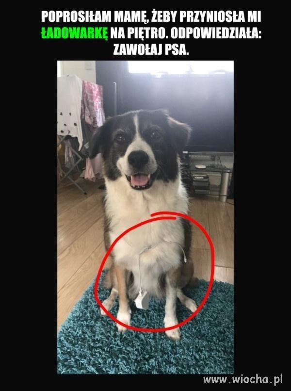 Najlepszy przyjaciel człowieka