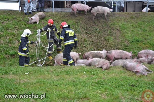 Wypadek na A2 z udziałem ...BORu?