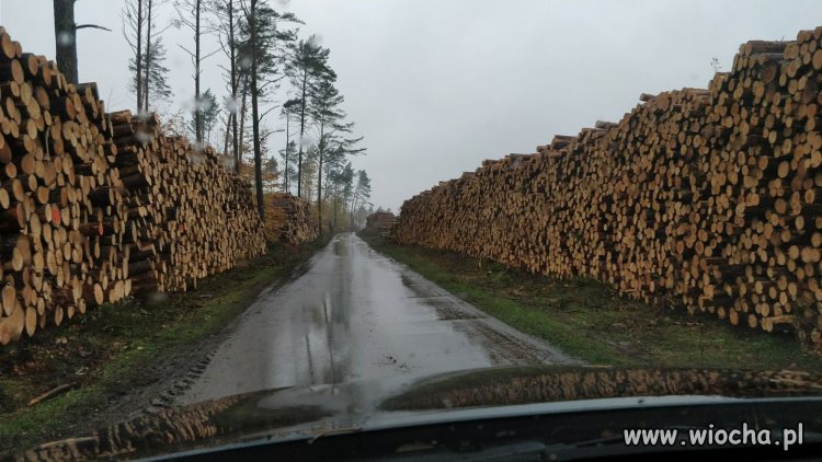 A gdyby tak Szyszko do dymisji... 