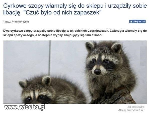 Nie ufaj szopom.