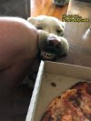 Nie dla psa pizza.