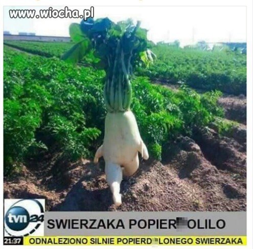 Świerzaki