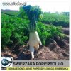 Świerzaki