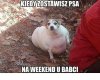 Kiedy zostawisz na weekend